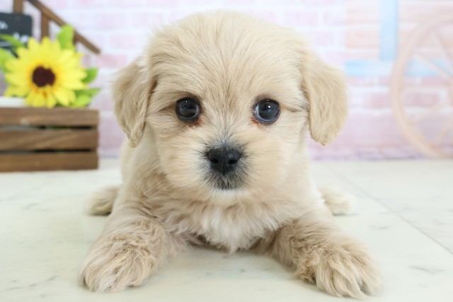 香川県のペキプー(ペキニーズ×プードル) (Coo&RIKU高松上福岡店/2026年1月25日生まれ/男の子/アプリコット)の子犬の1枚目の画像