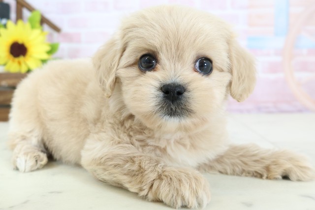 香川県のペキプー(ペキニーズ×プードル) (Coo&RIKU高松上福岡店/2026年1月25日生まれ/男の子/アプリコット)の子犬の2枚目の画像