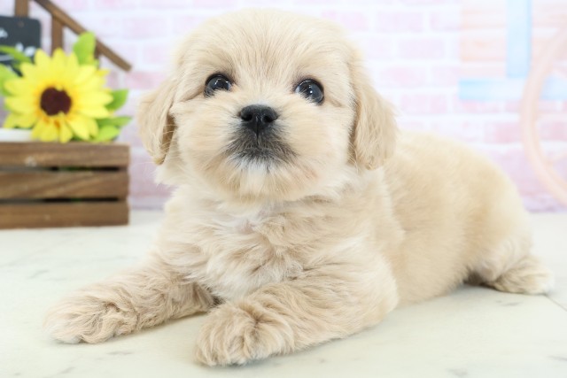 香川県のペキプー(ペキニーズ×プードル) (Coo&RIKU高松上福岡店/2026年1月25日生まれ/男の子/アプリコット)の子犬の3枚目の画像