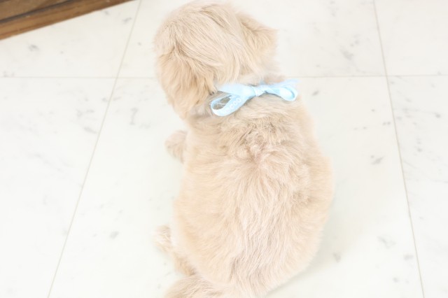 香川県のペキプー(ペキニーズ×プードル) (Coo&RIKU高松上福岡店/2026年1月25日生まれ/男の子/アプリコット)の子犬の4枚目の画像