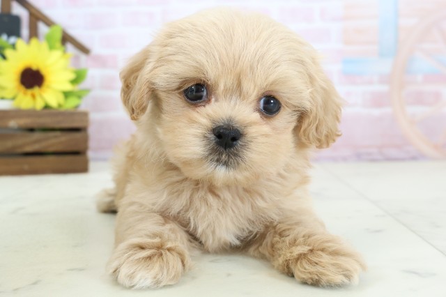 広島県のペキプー(ペキニーズ×プードル) (Coo&RIKU東広島店/2026年1月25日生まれ/男の子/アプリコット)の子犬