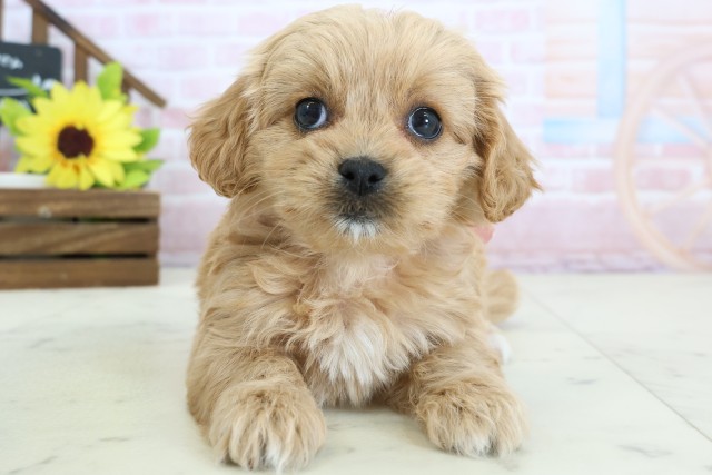 静岡県のペキプー(ペキニーズ×プードル) (Coo&RIKU静岡SBS通り店/2026年1月25日生まれ/女の子/クリーム)の子犬の1枚目の画像