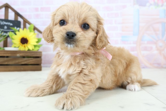 静岡県のペキプー(ペキニーズ×プードル) (Coo&RIKU静岡SBS通り店/2026年1月25日生まれ/女の子/クリーム)の子犬の3枚目の画像