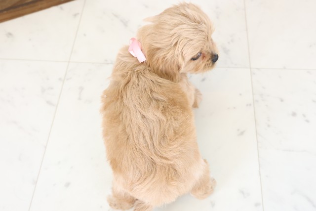 静岡県のペキプー(ペキニーズ×プードル) (Coo&RIKU静岡SBS通り店/2026年1月25日生まれ/女の子/クリーム)の子犬の4枚目の画像