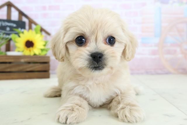 広島県のペキプー(ペキニーズ×プードル) (Coo&RIKU福山店/2026年1月25日生まれ/女の子/クリーム)の子犬の1枚目の画像