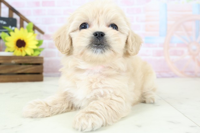 広島県のペキプー(ペキニーズ×プードル) (Coo&RIKU福山店/2026年1月25日生まれ/女の子/クリーム)の子犬の3枚目の画像