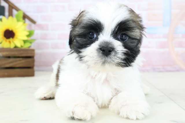 愛知県のシーズー (Coo&RIKU名古屋みなと店/2026年1月25日生まれ/男の子/ホワイトゴールド)の子犬の1枚目の画像