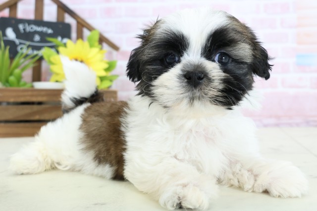 愛知県のシーズー (Coo&RIKU名古屋みなと店/2026年1月25日生まれ/男の子/ホワイトゴールド)の子犬の2枚目の画像