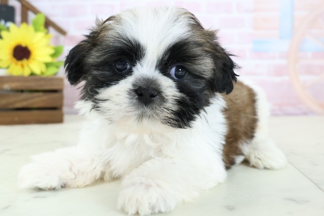 愛知県のシーズー (Coo&RIKU名古屋みなと店/2026年1月25日生まれ/男の子/ホワイトゴールド)の子犬の3枚目の画像