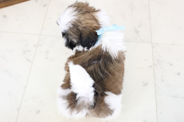 愛知県のシーズー (Coo&RIKU名古屋みなと店/2026年1月25日生まれ/男の子/ホワイトゴールド)の子犬の4枚目の画像