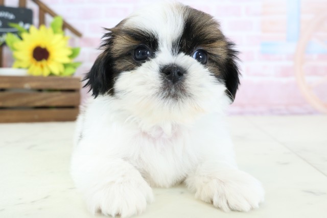 静岡県のシーズー (Coo&RIKU静岡SBS通り店/2026年1月25日生まれ/男の子/ホワイトゴールド)の子犬の1枚目の画像