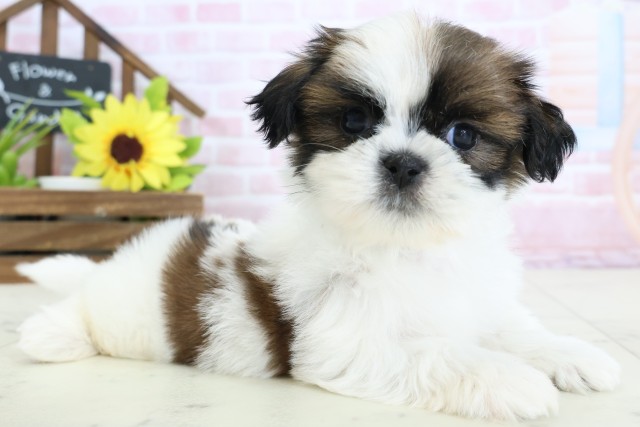 静岡県のシーズー (Coo&RIKU静岡SBS通り店/2026年1月25日生まれ/男の子/ホワイトゴールド)の子犬の2枚目の画像