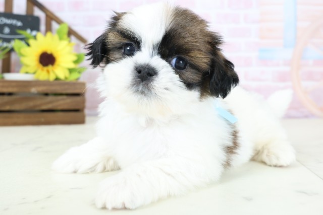 静岡県のシーズー (Coo&RIKU静岡SBS通り店/2026年1月25日生まれ/男の子/ホワイトゴールド)の子犬の3枚目の画像