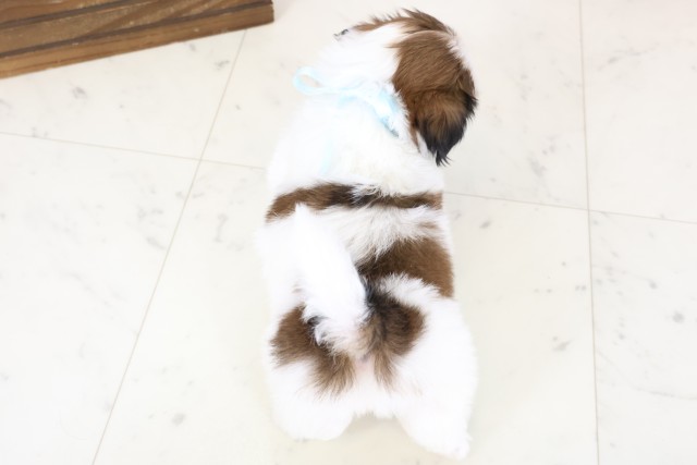 静岡県のシーズー (Coo&RIKU静岡SBS通り店/2026年1月25日生まれ/男の子/ホワイトゴールド)の子犬の4枚目の画像