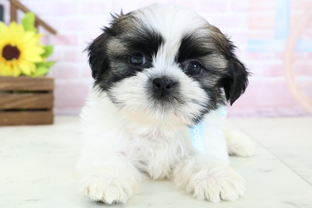 鳥取県のシーズー (Coo&RIKUラ・ムー鳥取東店/2026年1月25日生まれ/男の子/ホワイトゴールド)の子犬