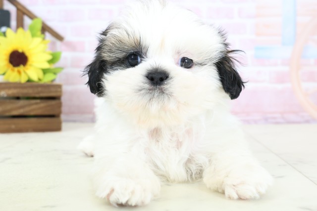 佐賀県のシーズー (Coo&RIKU佐賀神埼店/2026年1月25日生まれ/男の子/ホワイトゴールド)の子犬の1枚目の画像