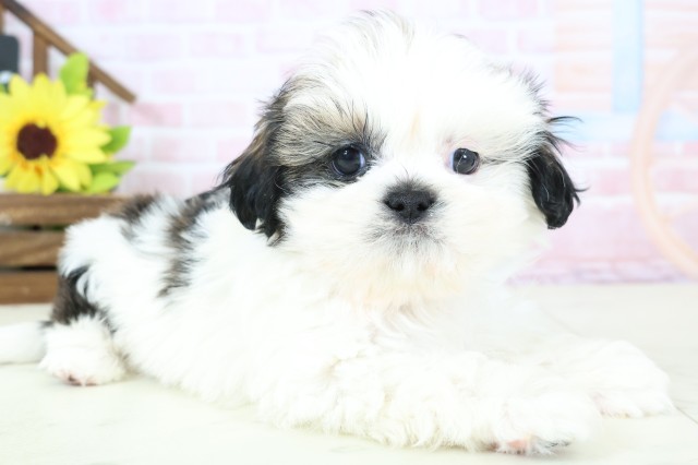 佐賀県のシーズー (Coo&RIKU佐賀神埼店/2026年1月25日生まれ/男の子/ホワイトゴールド)の子犬の2枚目の画像