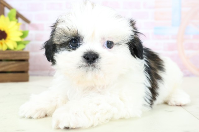 佐賀県のシーズー (Coo&RIKU佐賀神埼店/2026年1月25日生まれ/男の子/ホワイトゴールド)の子犬の3枚目の画像