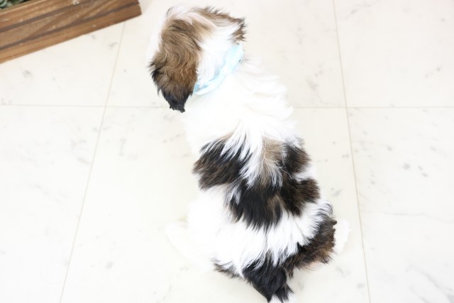 佐賀県のシーズー (Coo&RIKU佐賀神埼店/2026年1月25日生まれ/男の子/ホワイトゴールド)の子犬の4枚目の画像