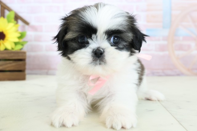 三重県のシーズー (Coo&RIKU四日市店/2026年1月25日生まれ/女の子/ホワイトゴールド)の子犬