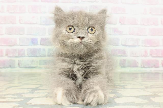 山形県のミヌエット (Coo&RIKUイオンタウン酒田店/2026年1月23日生まれ/女の子/ブルークリーム)の子猫の1枚目の画像