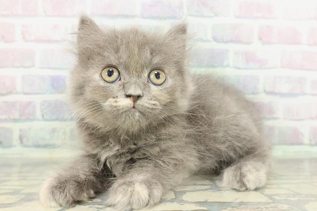 山形県のミヌエット (Coo&RIKUイオンタウン酒田店/2026年1月23日生まれ/女の子/ブルークリーム)の子猫の2枚目の画像