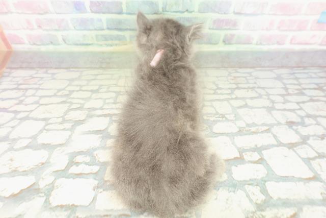 山形県のミヌエット (Coo&RIKUイオンタウン酒田店/2026年1月23日生まれ/女の子/ブルークリーム)の子猫の4枚目の画像