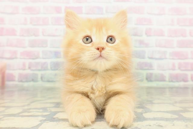 北海道のサイベリアン (Coo&RIKU苫小牧店/2026年1月23日生まれ/男の子/レッドタビー)の子猫の1枚目の画像