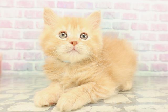 北海道のサイベリアン (Coo&RIKU苫小牧店/2026年1月23日生まれ/男の子/レッドタビー)の子猫の2枚目の画像