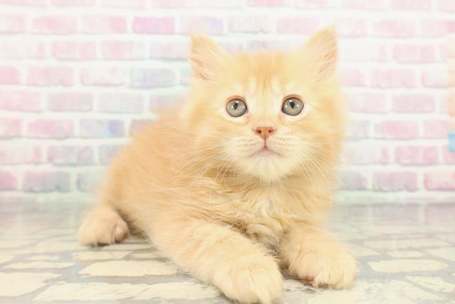 北海道のサイベリアン (Coo&RIKU苫小牧店/2026年1月23日生まれ/男の子/レッドタビー)の子猫の3枚目の画像