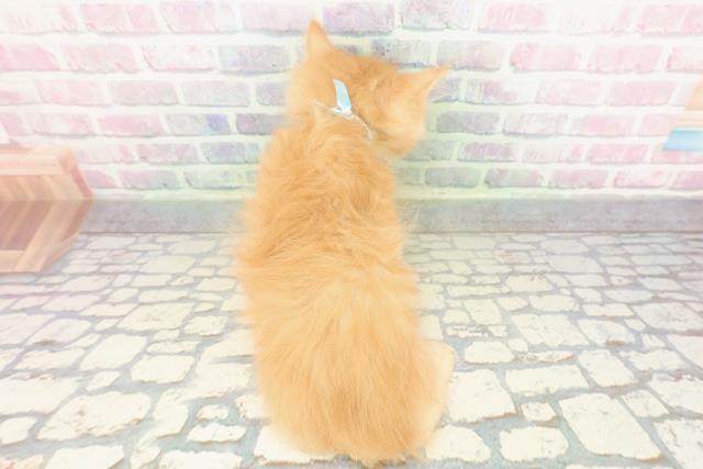 北海道のサイベリアン (Coo&RIKU苫小牧店/2026年1月23日生まれ/男の子/レッドタビー)の子猫の4枚目の画像