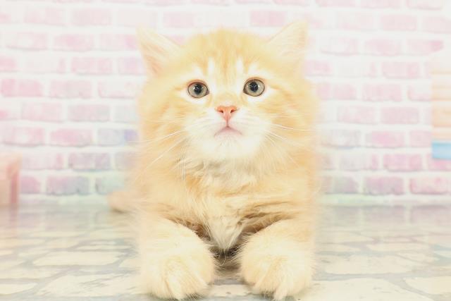 山形県のサイベリアン (Coo&RIKUイオンタウン酒田店/2026年1月23日生まれ/男の子/レッドタビー)の子猫の1枚目の画像