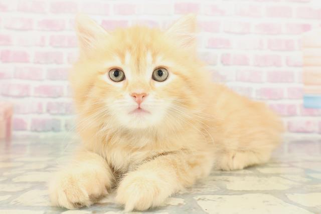 山形県のサイベリアン (Coo&RIKUイオンタウン酒田店/2026年1月23日生まれ/男の子/レッドタビー)の子猫の2枚目の画像