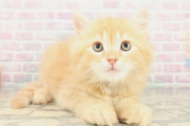 山形県のサイベリアン (Coo&RIKUイオンタウン酒田店/2026年1月23日生まれ/男の子/レッドタビー)の子猫の3枚目の画像