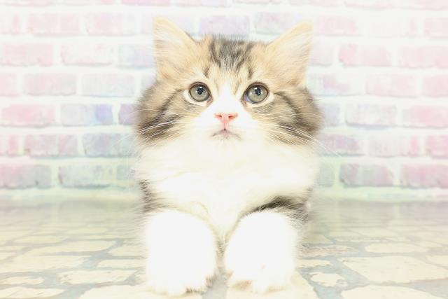 青森県のサイベリアン (Coo&RIKU弘前店/2026年1月16日生まれ/男の子/ブラウンタビーホワイト)の子猫の1枚目の画像