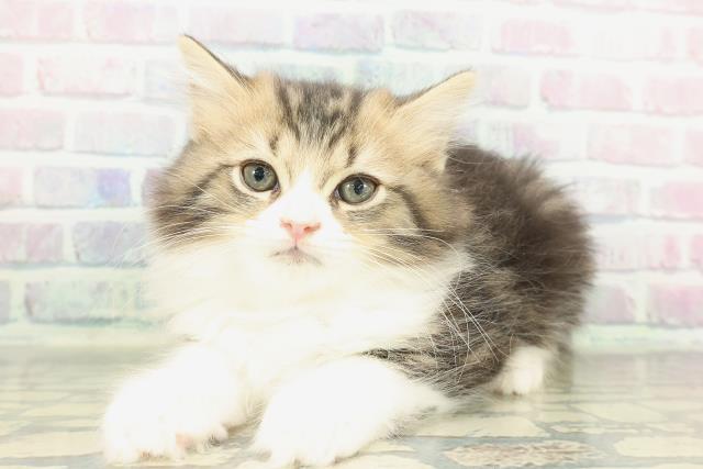 青森県のサイベリアン (Coo&RIKU弘前店/2026年1月16日生まれ/男の子/ブラウンタビーホワイト)の子猫の2枚目の画像