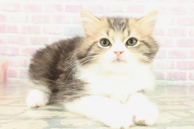 青森県のサイベリアン (Coo&RIKU弘前店/2026年1月16日生まれ/男の子/ブラウンタビーホワイト)の子猫の3枚目の画像