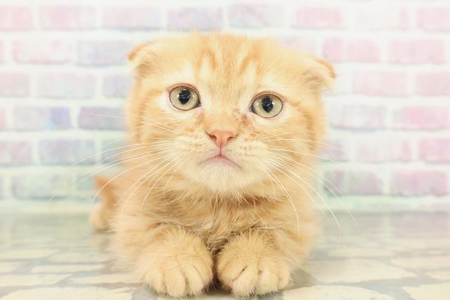 長野県のミヌエット (Coo&RIKUコメリパワー長野東部店/2026年1月19日生まれ/女の子/レッドタビー)の子猫