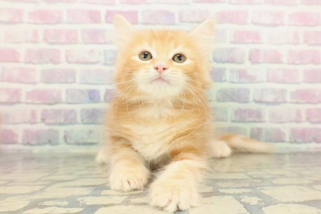 沖縄県のノルウェージャンフォレストキャット (Coo&RIKU沖縄浦添店/2026年1月20日生まれ/女の子/レッドタビー)の子猫の1枚目の画像