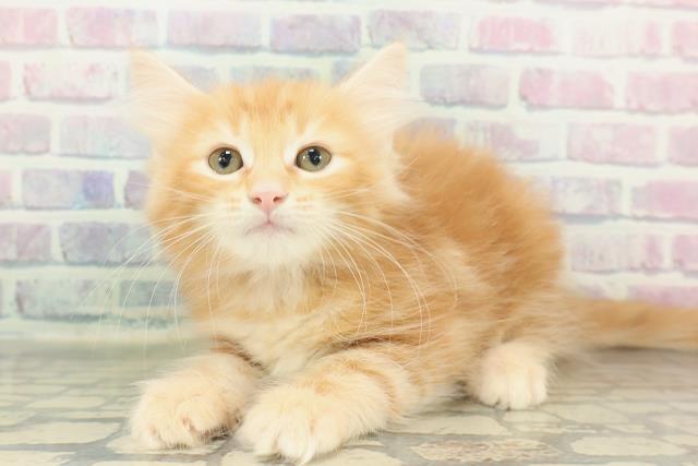 沖縄県のノルウェージャンフォレストキャット (Coo&RIKU沖縄浦添店/2026年1月20日生まれ/女の子/レッドタビー)の子猫の2枚目の画像