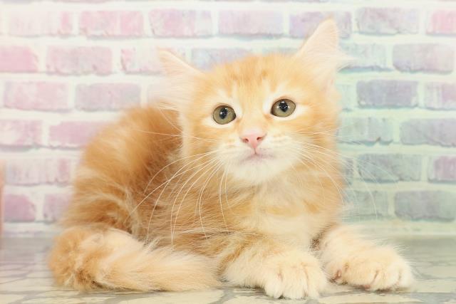 沖縄県のノルウェージャンフォレストキャット (Coo&RIKU沖縄浦添店/2026年1月20日生まれ/女の子/レッドタビー)の子猫の3枚目の画像