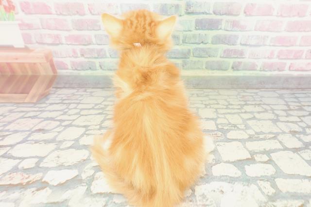 沖縄県のノルウェージャンフォレストキャット (Coo&RIKU沖縄浦添店/2026年1月20日生まれ/女の子/レッドタビー)の子猫の4枚目の画像