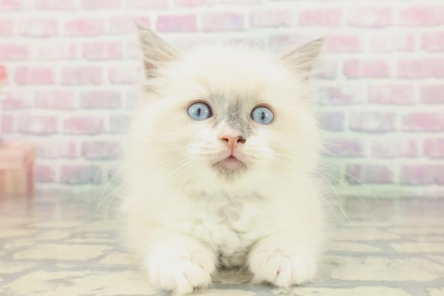 千葉県のラグドール (Coo&RIKU東船橋店/2026年1月24日生まれ/男の子/ブルーポイントミテッド)の子猫