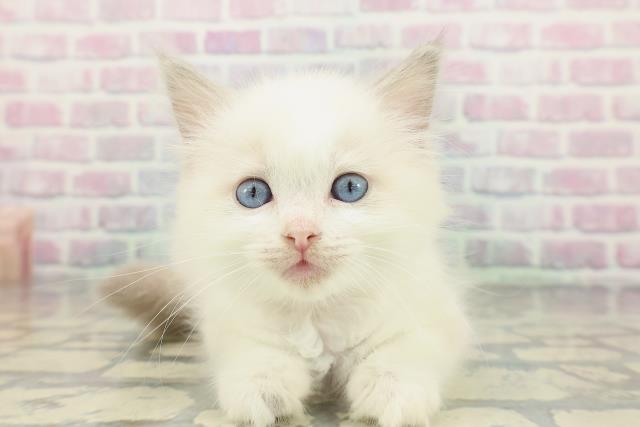 千葉県のラグドール (Coo&RIKUアクロスモール新鎌ケ谷店/2026年1月24日生まれ/女の子/ブルーポイントバイカラー)の子猫の1枚目の画像