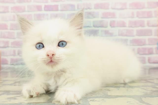 千葉県のラグドール (Coo&RIKUアクロスモール新鎌ケ谷店/2026年1月24日生まれ/女の子/ブルーポイントバイカラー)の子猫の2枚目の画像