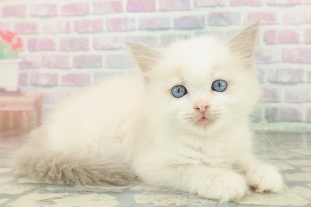 千葉県のラグドール (Coo&RIKUアクロスモール新鎌ケ谷店/2026年1月24日生まれ/女の子/ブルーポイントバイカラー)の子猫の3枚目の画像