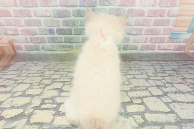 千葉県のラグドール (Coo&RIKUアクロスモール新鎌ケ谷店/2026年1月24日生まれ/女の子/ブルーポイントバイカラー)の子猫の4枚目の画像