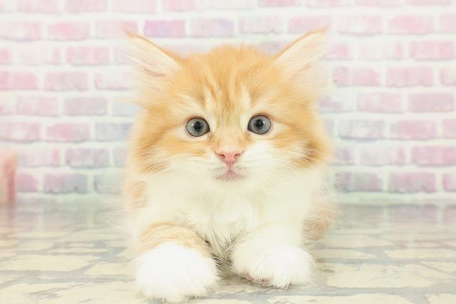 栃木県のラガマフィン (Coo&RIKUFKDインターパーク店/2026年1月25日生まれ/男の子/レッドタビーホワイト)の子猫の1枚目の画像