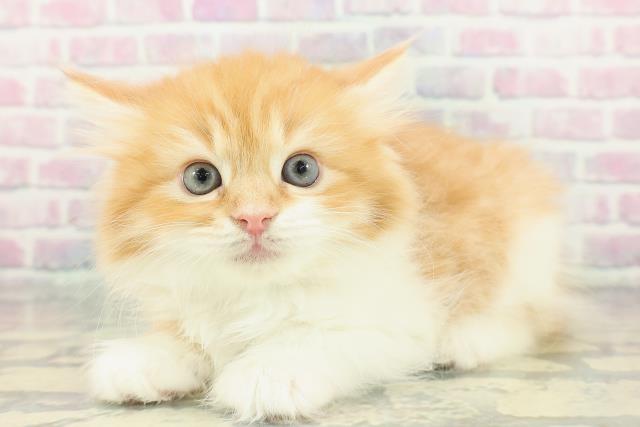 栃木県のラガマフィン (Coo&RIKUFKDインターパーク店/2026年1月25日生まれ/男の子/レッドタビーホワイト)の子猫の2枚目の画像