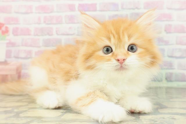 栃木県のラガマフィン (Coo&RIKUFKDインターパーク店/2026年1月25日生まれ/男の子/レッドタビーホワイト)の子猫の3枚目の画像